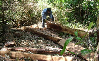 Cách chức một phó giám đốc ban quản lý rừng